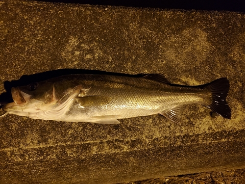 スズキの釣果