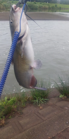 ナマズの釣果