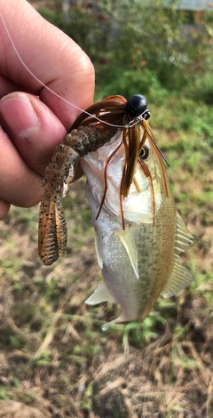 ブラックバスの釣果