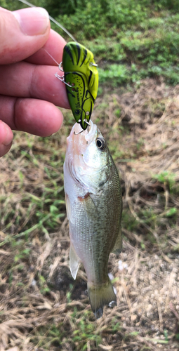 ブラックバスの釣果