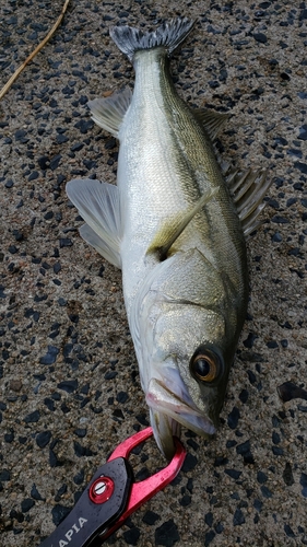 スズキの釣果