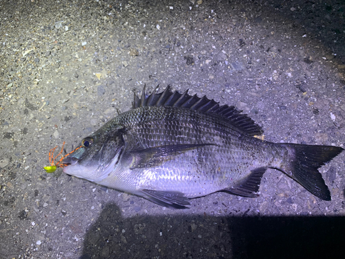 クロダイの釣果