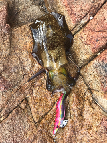 アオリイカの釣果