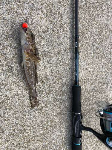 アナハゼの釣果