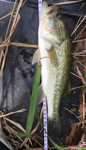 ラージマウスバスの釣果