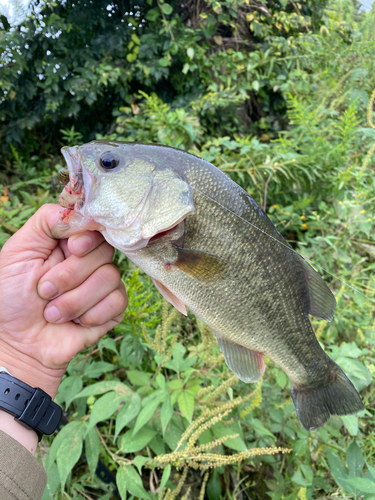 ラージマウスバスの釣果