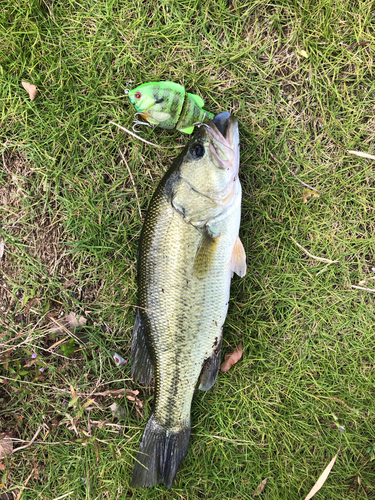 ラージマウスバスの釣果