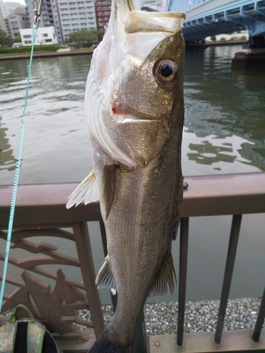 シーバスの釣果