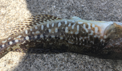 アナハゼの釣果