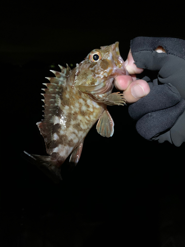 カサゴの釣果