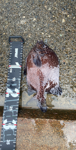 イシガキダイの釣果