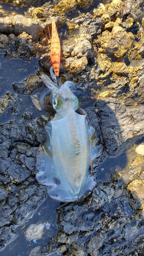 アオリイカの釣果