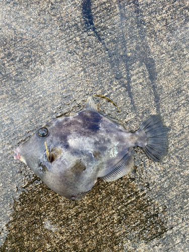 カワハギの釣果