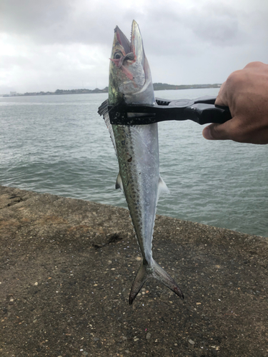 サゴシの釣果