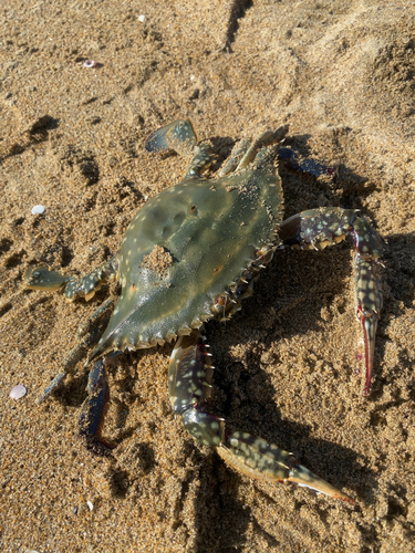 ワタリガニの釣果