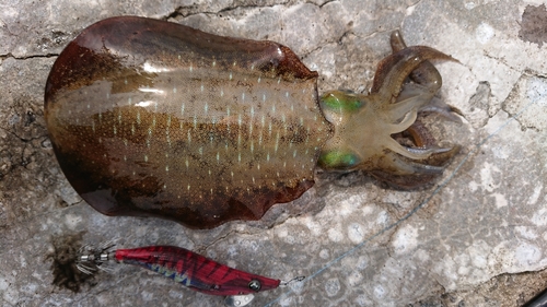 アオリイカの釣果