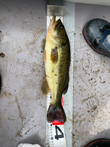 ブラックバスの釣果