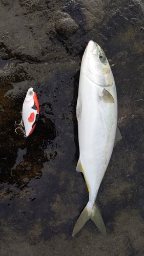 イナダの釣果