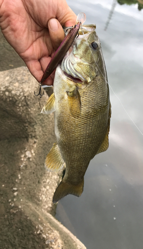 スモールマウスバスの釣果