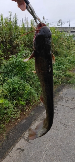 ナマズの釣果