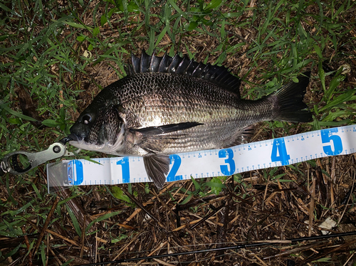 クロダイの釣果