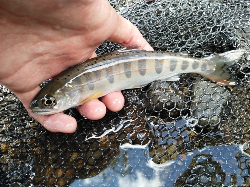 アマゴの釣果