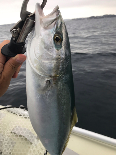 イナダの釣果