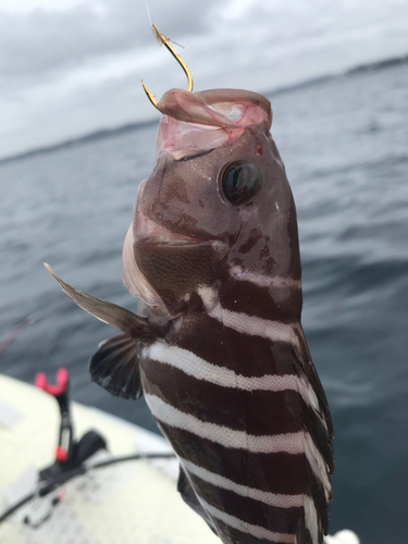 ハタの釣果