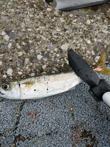 サバの釣果