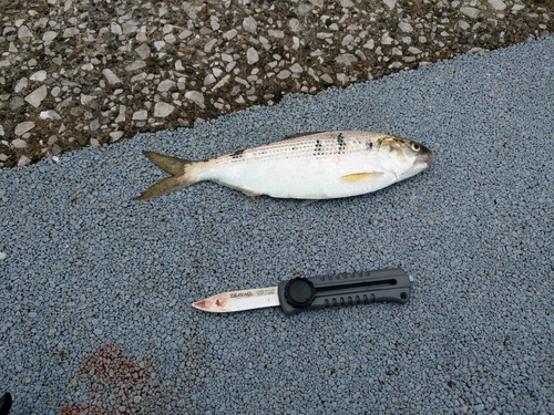 コノシロの釣果