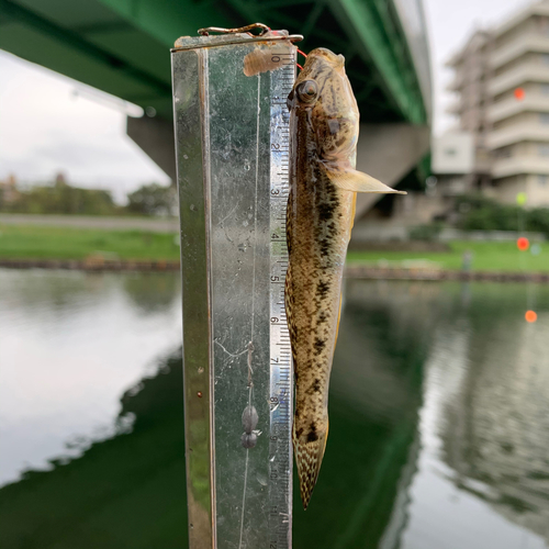 マハゼの釣果