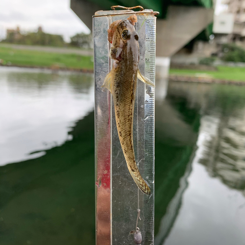 マハゼの釣果