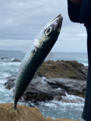 サバの釣果