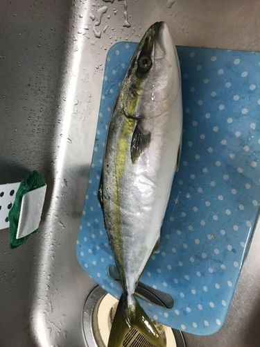 サゴシの釣果