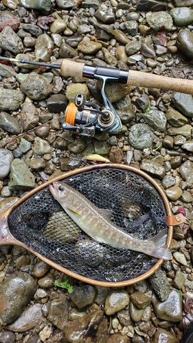 イワナの釣果