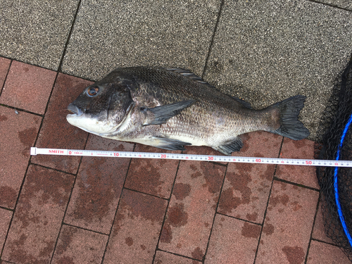 チヌの釣果