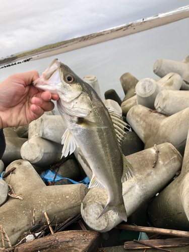 スズキの釣果