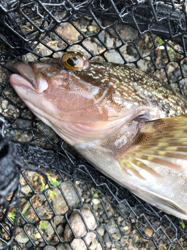 アイナメの釣果