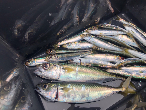 サバの釣果