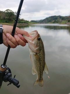 ラージマウスバスの釣果