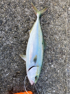 ハマチの釣果