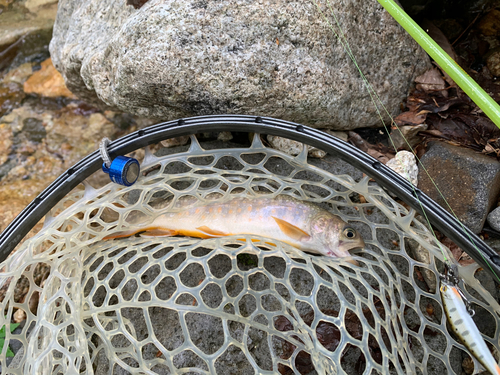 イワナの釣果