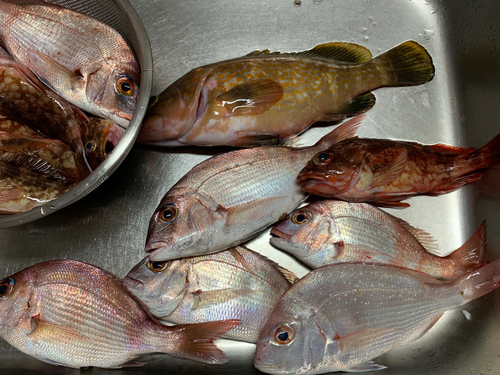 アコウの釣果