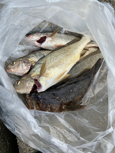 イシモチの釣果