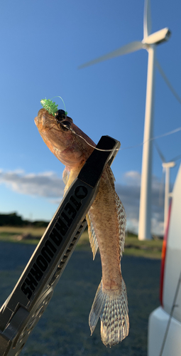 ハゼの釣果