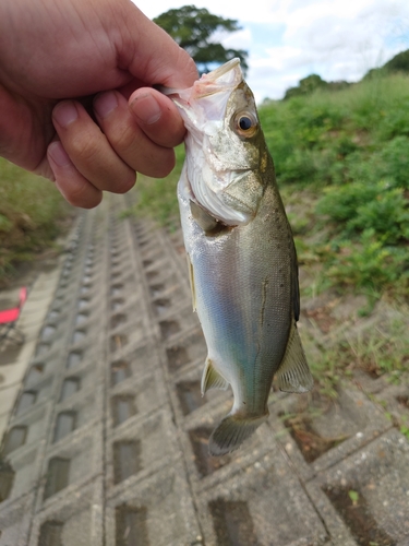 セイゴ（ヒラスズキ）の釣果