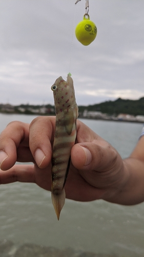 釣果