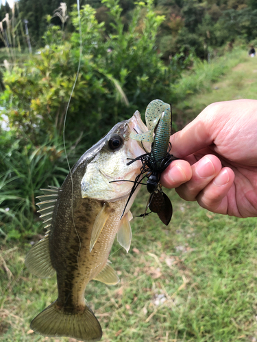 ラージマウスバスの釣果