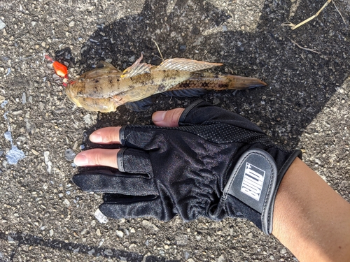 マハゼの釣果