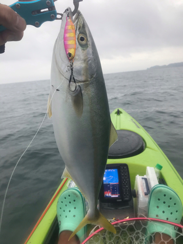 イナダの釣果